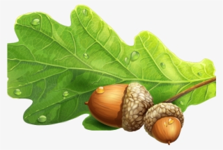 Acorn Clipart Oak Leaf - Acorn And Oak Png #9562454
