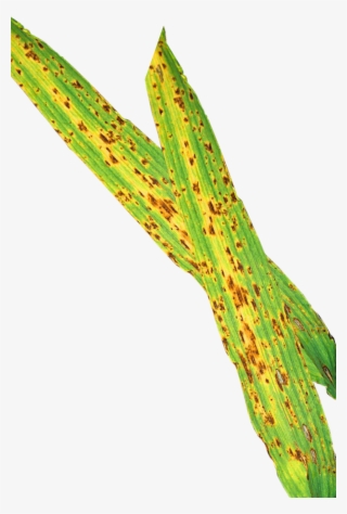 Treatments Made At The Flag Leaf Emergence Stage Will - Plant Pathology #9563600
