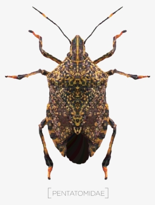 2100 X 1400 4 - Weevil #9564418