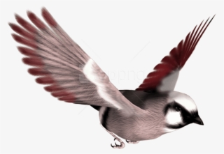 Free Png Download Birds Png Images Background Png Images - Sparrow And Parrot #9564560