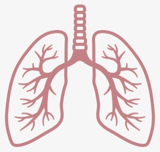 Testimonials The Canadian Society - Clipart Transparent Background Cartoon Lungs Transparent #9565232