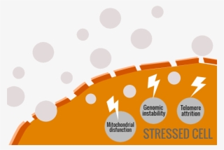 Free Radicals Cause Oxidative Stress, Leading The Ageing - Manage A Small Law Firm #9565280
