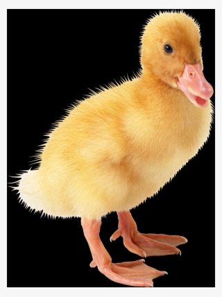 Duck #9565502