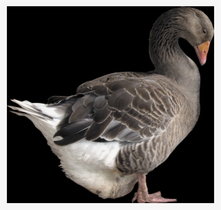 Duck #9565603