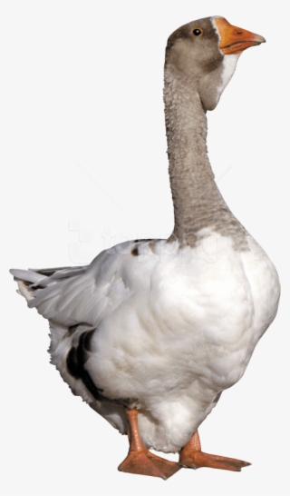 Free Png Download Duck Png Images Background Png Images - Cuello De Ganso Png #9565653