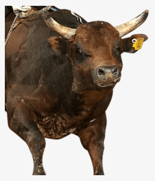 Millennium's Buck - Bull #9566093