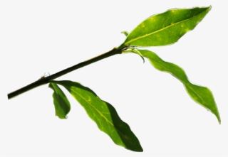 Report Abuse - Twig #9566703