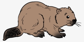 How To Draw Beaver - Beaver Drawing Steps #9567323