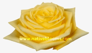 Yellow Roses - Garden Roses #9567486