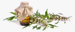 Mountain Rose Herbs Organic Motherwort - Leonurus #9567663