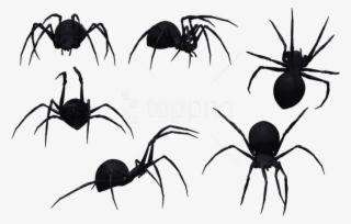 Free Png Download Spider Clipart Png Photo Png Images - Black Spiders Png #9567696