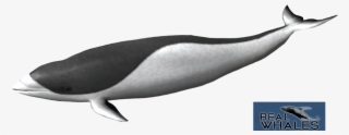 979 X 597 1 - Harbour Porpoise #9567872