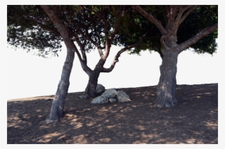 Photo Laptop, Definition Pc - Forest Png Photoshop #9571213