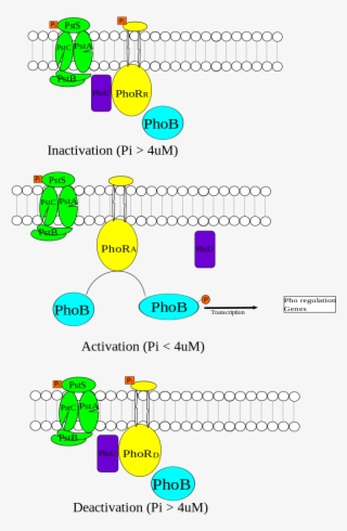Pho Regulon Summary - Pho Regulon #9572719