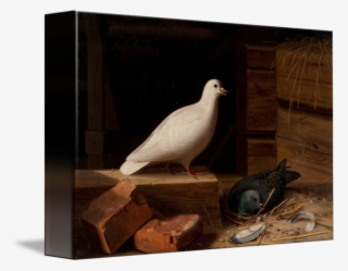 Paloma Blanca Png - Rock Dove #9572859