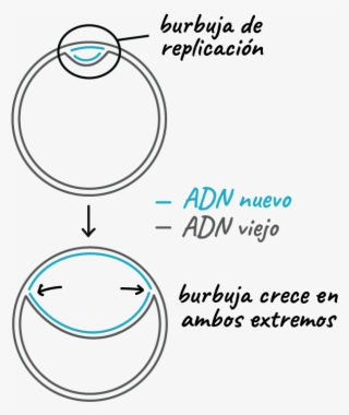 El Adn De Doble Cadena Del Cromosoma Circular Bacteriano - Circle #9572943