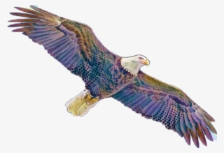 Aguila Sticker - Red-tailed Hawk #9572987