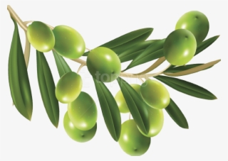 Free Png Download Olive Png Images Background Png Images - Olives Vector #9574592