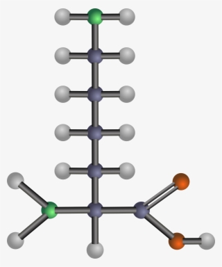 Big Image - Model Of Amino Acid #9574724