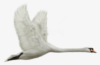Free Png White Swan In Flight Png Images Transparent - Transparent Swan Png #9575254