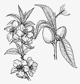 1006 X 1063 6 - Almond Plant Drawing #9576078