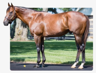 Fast Anna - Fast Anna Stallion #9576166 Fast Anna - Fast Anna Stallion #9576166