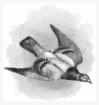 File - La Nature - 1874 - S1 - P069 - Le Pigeon Voyageur - Sketch #9576383 File - La Nature - 1874 - S1 - P069 - Le Pigeon Voyageur - Sketch #9576383