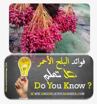 فوائد البلح فوائد البلح الاحمر - Fruit #9577825