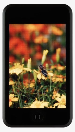 Ipod Touch Nobg - Tablet Computer #9577865