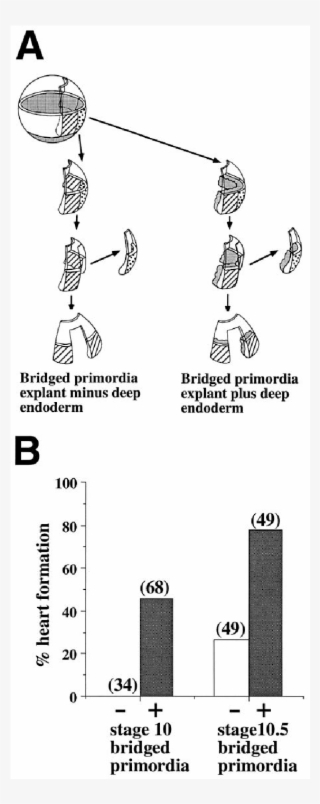 The Deep Endoderm Can Induce Beating Heart In The Absence - Diagram #9578341
