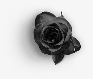 Rose2 - Floribunda #9578707