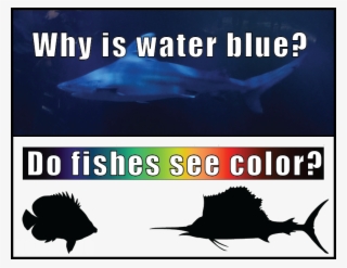 Why Is Water Blue Fishes See Color - Great White Shark #9581788