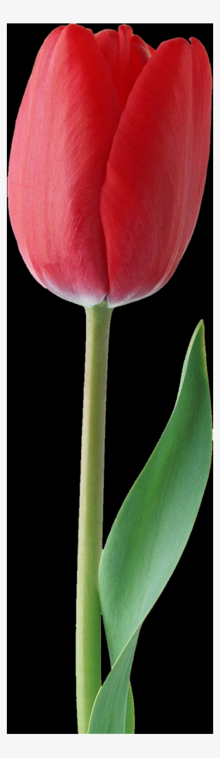 Tulip, Free Pngs - Sprenger's Tulip #9582924