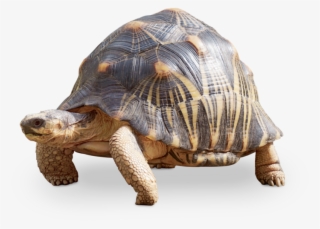 The Hatchlings Will Emerge After 145 To 231 Days, Depending - Schildkröte Transparent #9583267