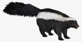 Striped Skunk #9583643