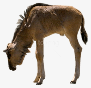 Free Png Download Gnu Eating Png Images Background - Gnu Png #9587879