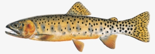 Fish Of Flaming Gorge - Types Of Cutthroat Trout In Wyoming #9588098
