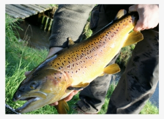 New Forest Smokery & Trout Farm - Brown Trout #9588148