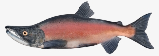 Http - //www - Fishbuoy - Com/images/images/fish Species - Sockeye Salmon #9588202