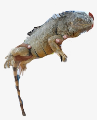 Iguana Sticker - Green Iguana #9588349