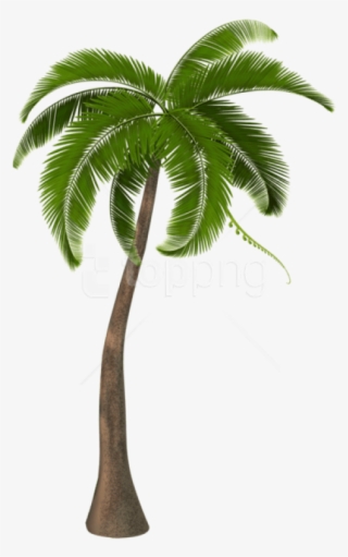 Free Png Download Beautiful Palm Tree Png Images Background - Coconut Tree Hd Png #9589015