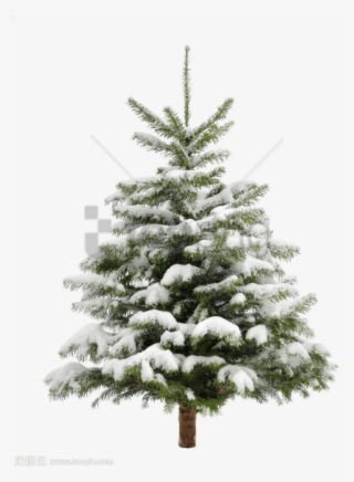 Free Png Pine Tree Png Image With Transparent Background - Christmas Tree Snow Transparent Background #9589559