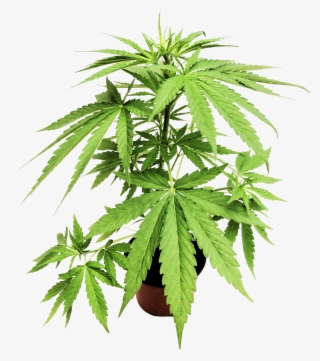 Connections - Cannabis #9591712