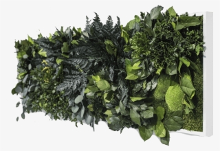 Jungle Image - Houseplant #9592112