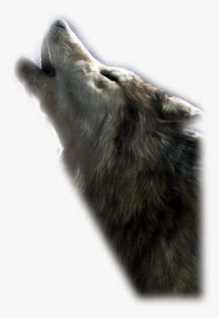 Photo Sorensen Designsmistsept165-10 - Wolfdog #9592239