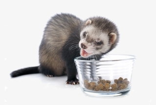 Commercial Ferret Food - Good Ferrets #9593205