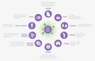 Oxidative Stress Test - Német Kérdőszavak #9593575