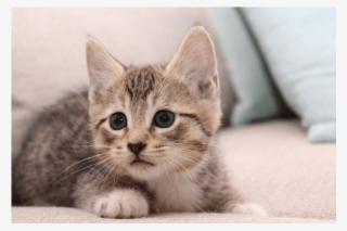 Photo Of Snickers Nk2855 - Domestic Short-haired Cat #9593619