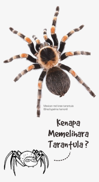 1 - Cómo Dibujar Una Tarántula #9595661