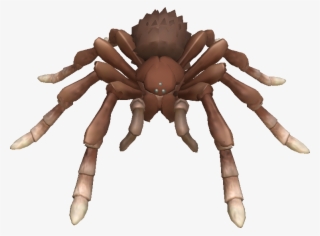 Spider Spore #9595819